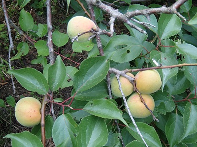 c0187298_23103631.jpg