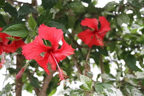 南国の花のイメージとして有名なハイビスカス_c0366802_14213592.jpg