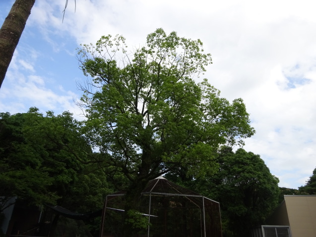 アジサイと毒と薬_c0290504_16352580.jpg