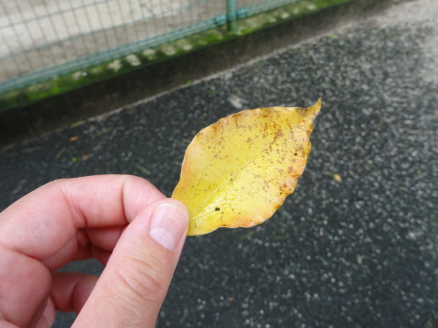 アジサイと毒と薬_c0290504_16353775.jpg