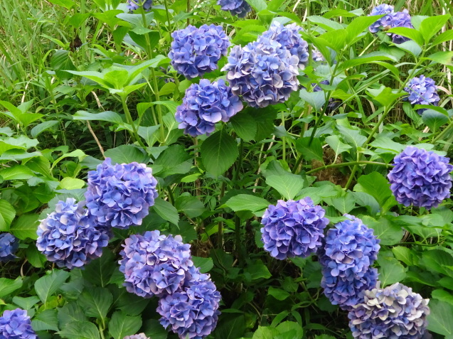 アジサイと毒と薬_c0290504_16355364.jpg