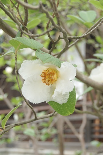 紫陽花の矢田寺_a0122205_15194610.jpg