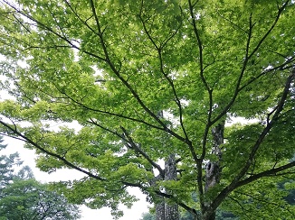 新緑の季節、自然の癒しから!_d0091909_839884.jpg