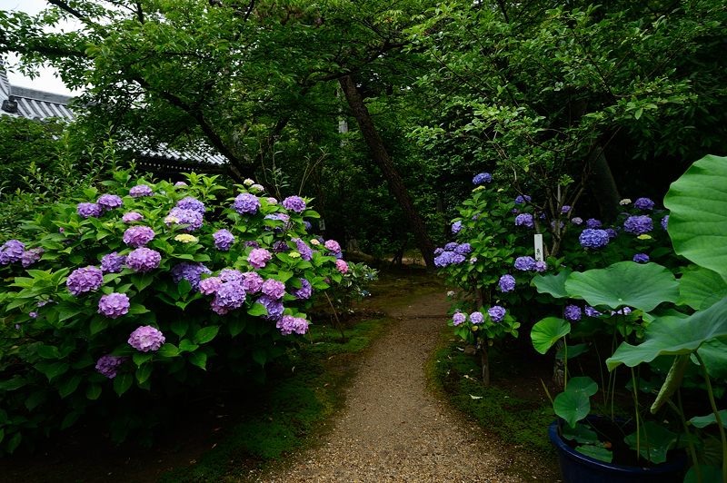 紫陽花＠雨の法金剛院_f0032011_1814466.jpg