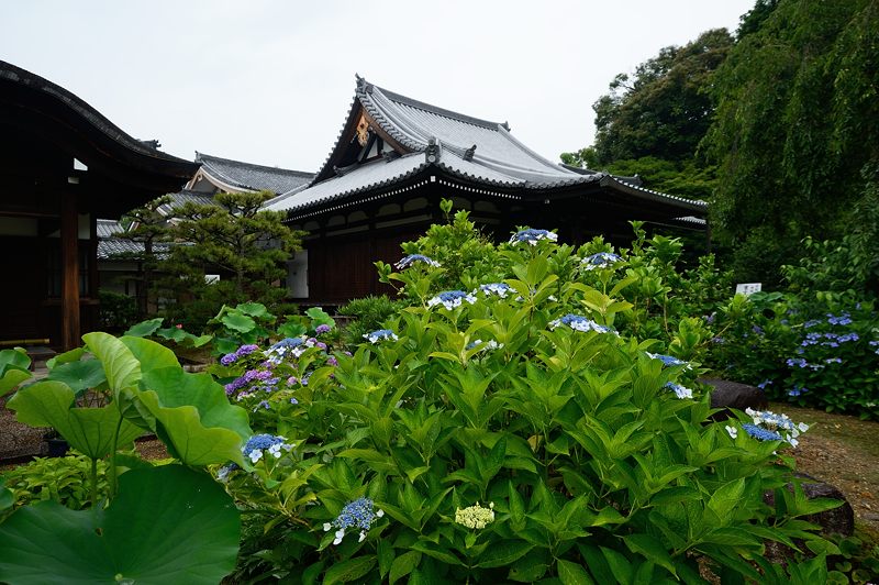 紫陽花＠雨の法金剛院_f0032011_18183226.jpg