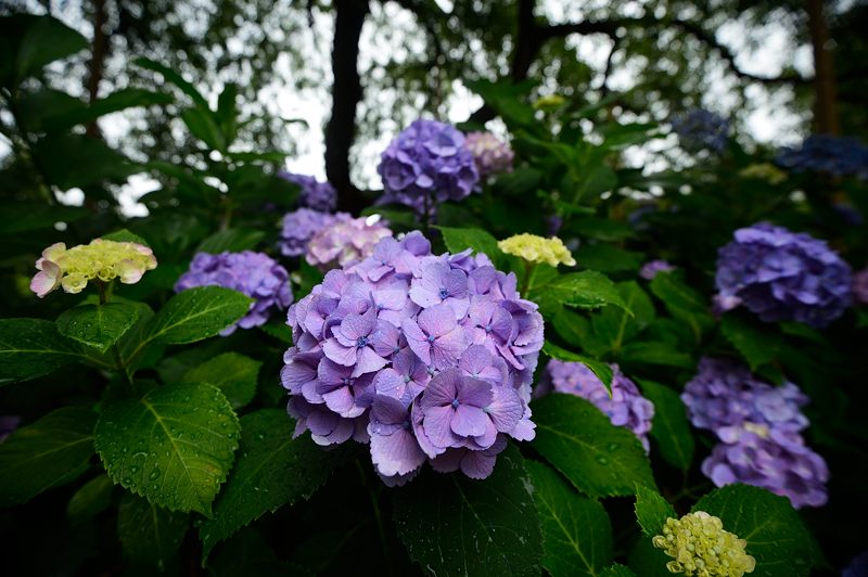 紫陽花＠雨の法金剛院_f0032011_18193386.jpg