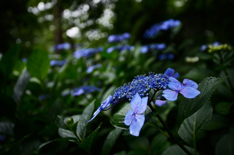 紫陽花＠雨の法金剛院_f0032011_1821356.jpg