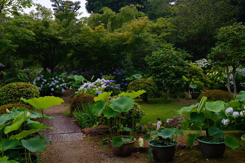 紫陽花＠雨の法金剛院_f0032011_1935661.jpg