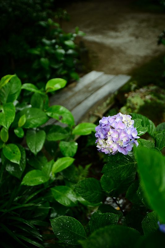 紫陽花＠雨の法金剛院_f0032011_1961528.jpg