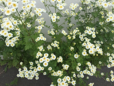 b0358212_11071553.jpeg