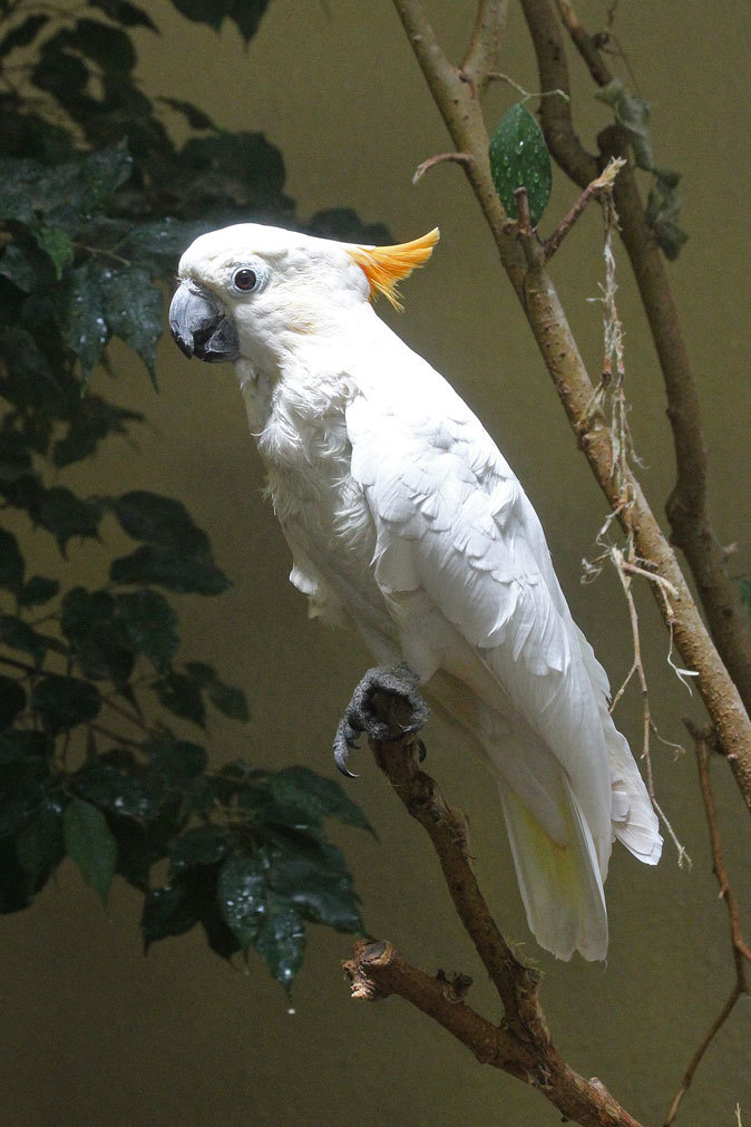 上野動物園 バードハウスの多彩な鳥たち 続々 動物園ありマス