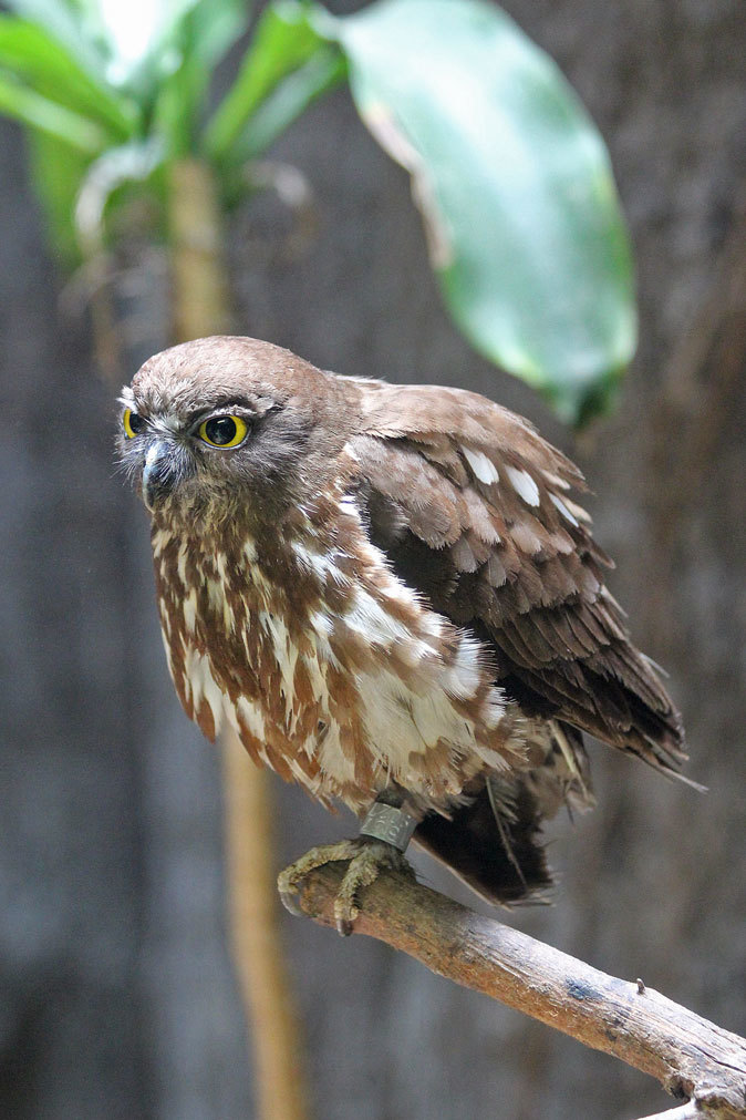 上野動物園:バードハウスの多彩な鳥たち_b0355317_18163472.jpg