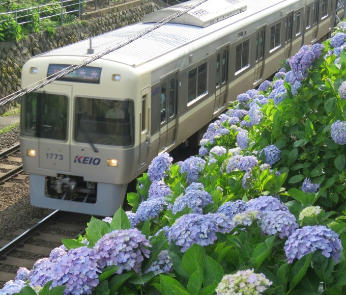 六月の花々：井の頭線の紫陽花_d0044222_06323000.jpg