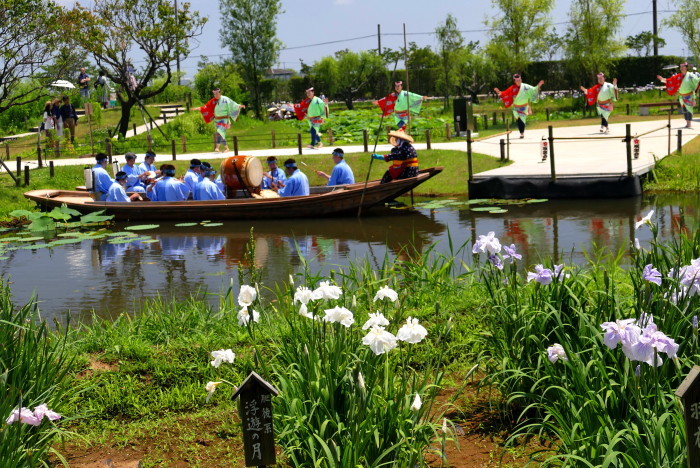 千葉県香取市佐原　水郷さわら水生植物園「あやめ祭り」_d0106628_05580645.jpg