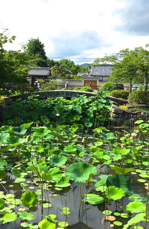 天龍寺の蓮池がきれいです_a0197730_17581949.jpg