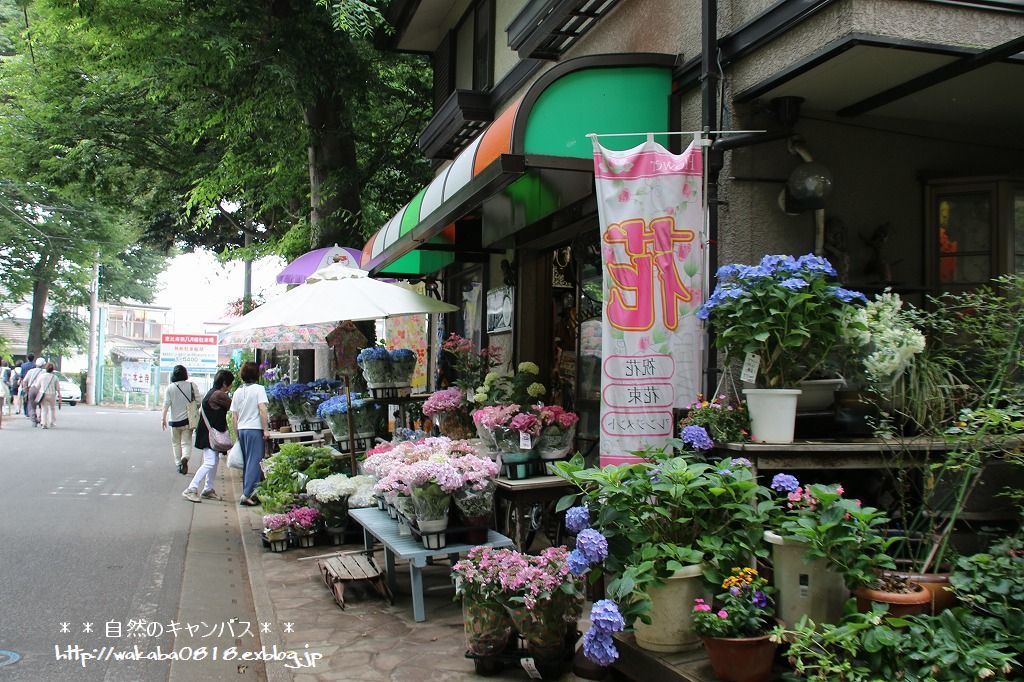 北小金駅から本土寺 あじさい寺 への道をウオッチング 自然のキャンバス