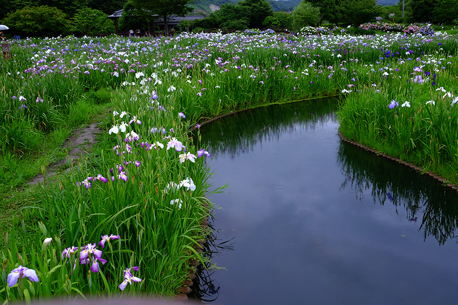 花菖蒲　ー佐賀市、「大和花菖蒲苑にて」ー_c0014538_16565953.jpg