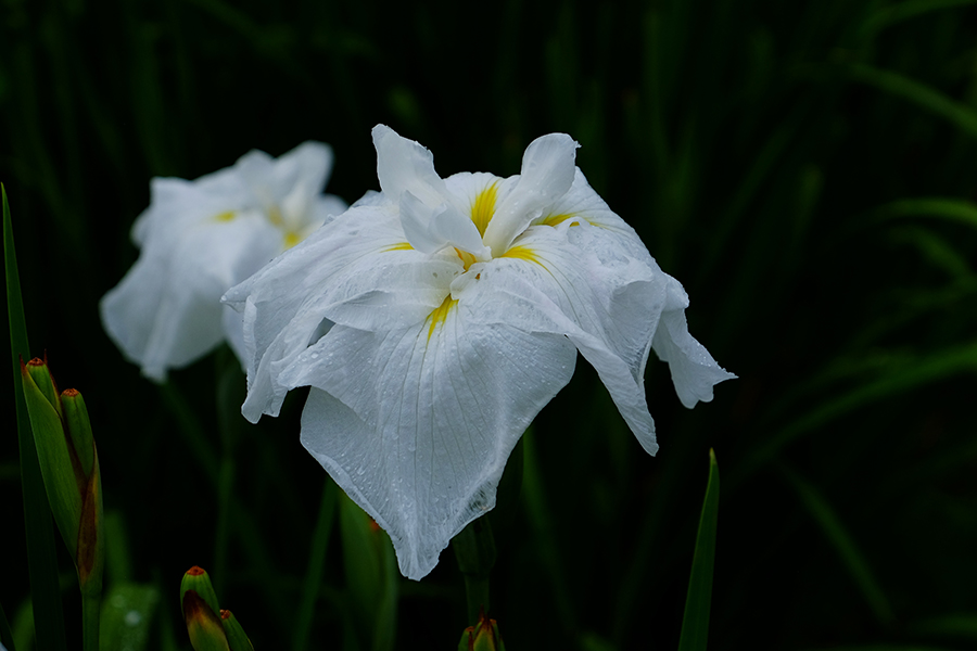 花菖蒲　ー佐賀市、「大和花菖蒲苑にて」ー_c0014538_16581537.jpg