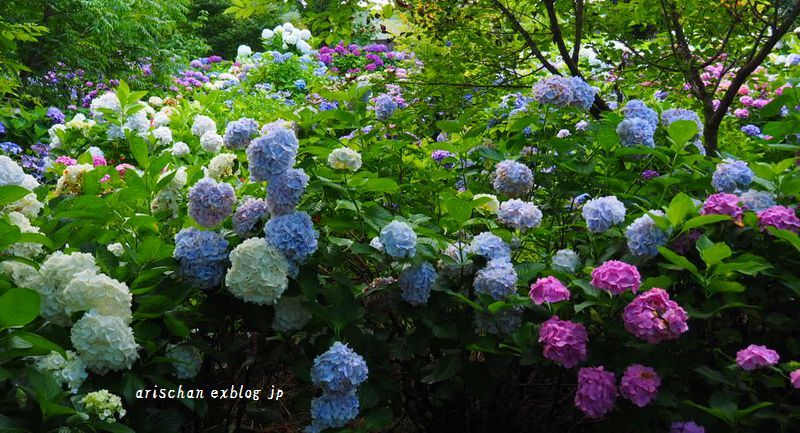 梅雨の晴れ間の紫陽花～♫_f0295238_20344942.jpg