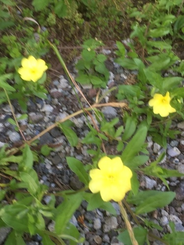 b0369239_16231659.jpeg