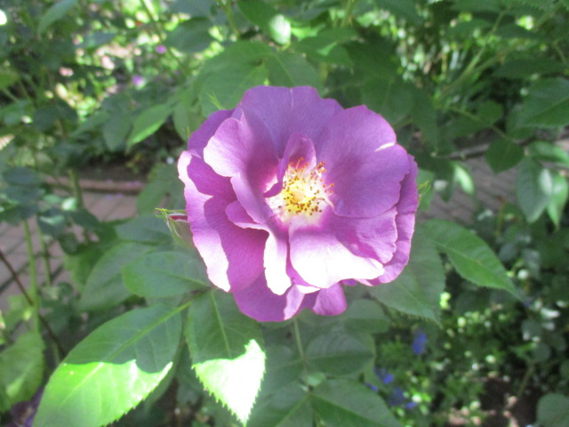 a0279743_95630.jpg