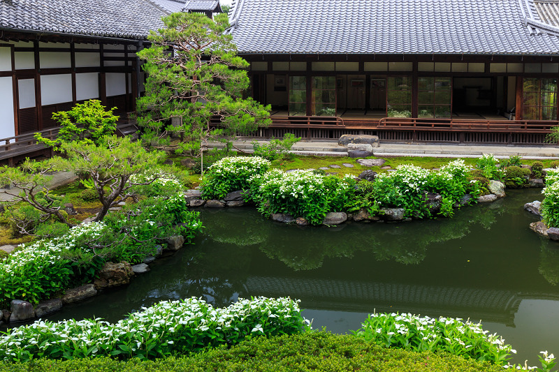 半夏生の庭（建仁寺塔頭・両足院）・前編_f0155048_2045324.jpg