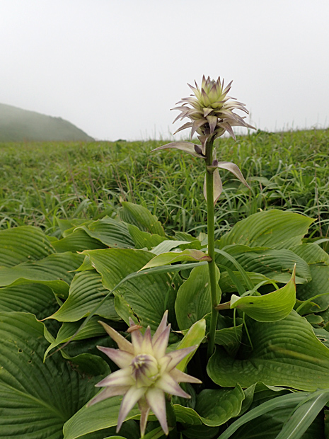 西の原から三瓶山②_f0214649_421303.jpg