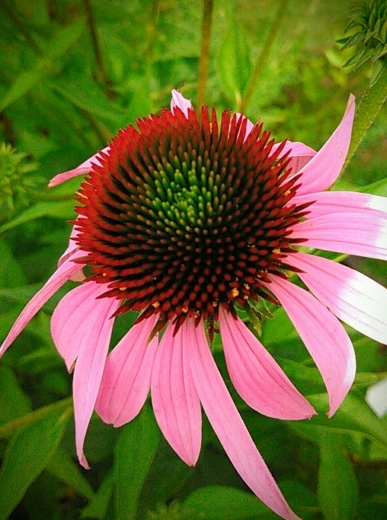 a0018655_11002221.jpg
