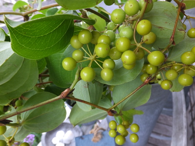 オークリーフ 黄緑色の山帰来の実 Oak Leaf