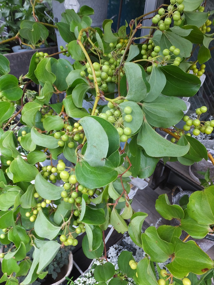 オークリーフ 黄緑色の山帰来の実 Oak Leaf オークリーフ 黄緑色の山帰来の実 Oak Leaf