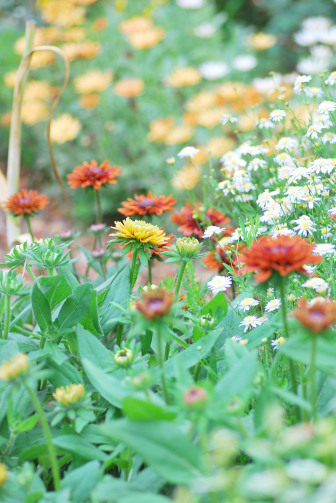 新入りのルドベキアと余白無しの庭 あなたに似た花