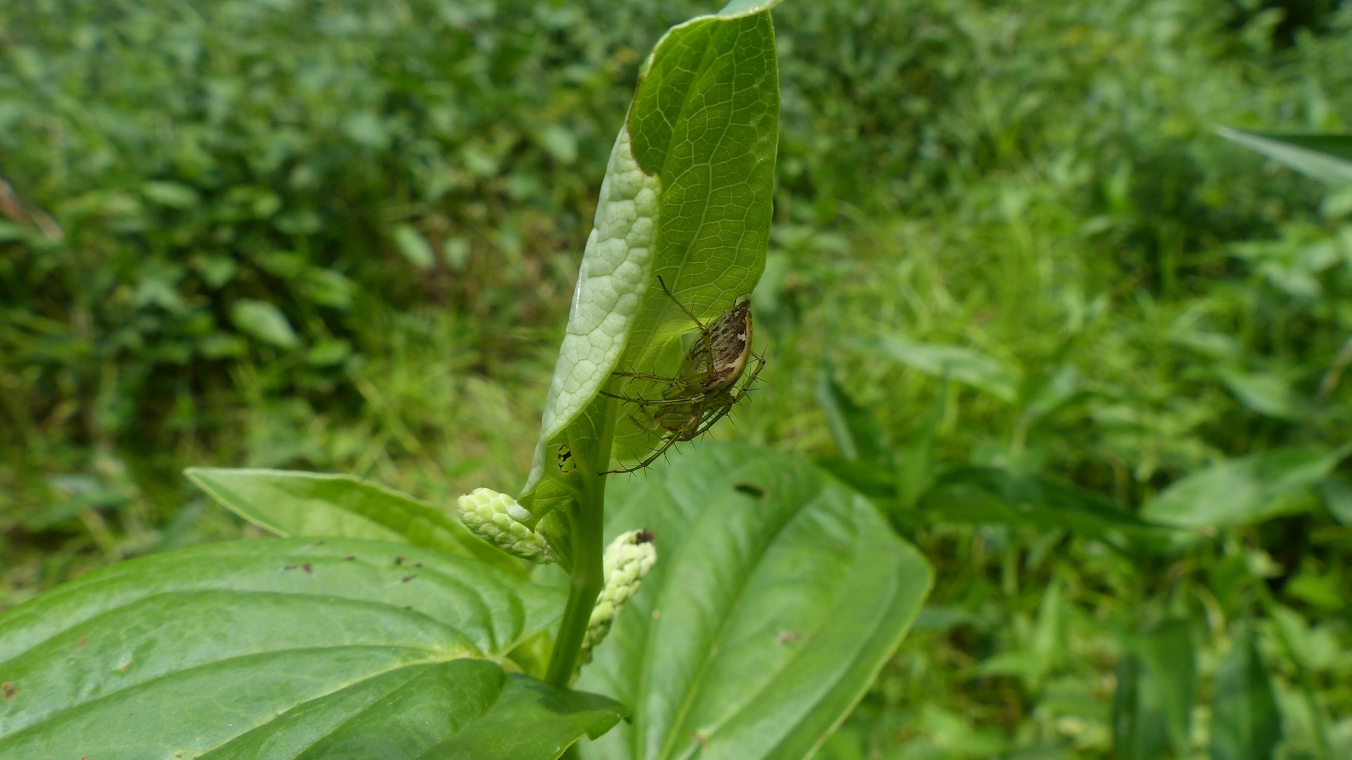 昆虫の森シリーズ　徘徊する蜘蛛_a0185081_13133721.jpg