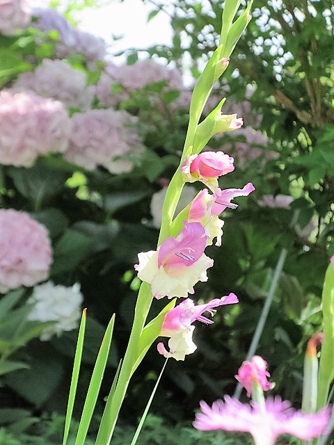 グラジオラス の んびり グラジオラス の んびり