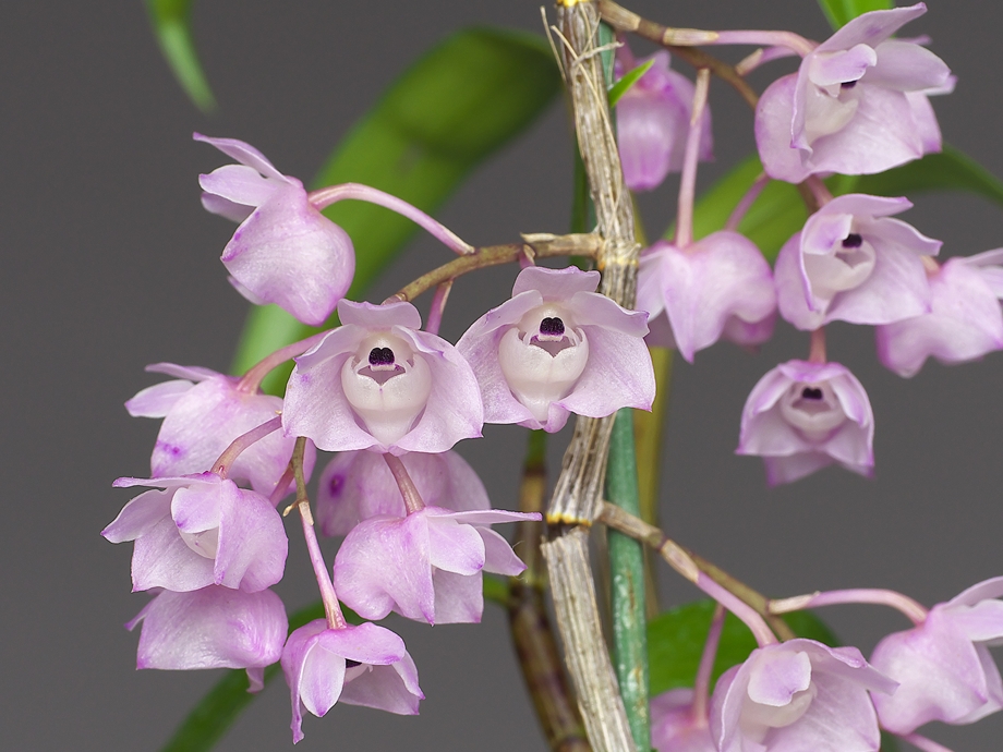 Dendrobium (Den.) linguella その２_a0267399_11657100.jpg