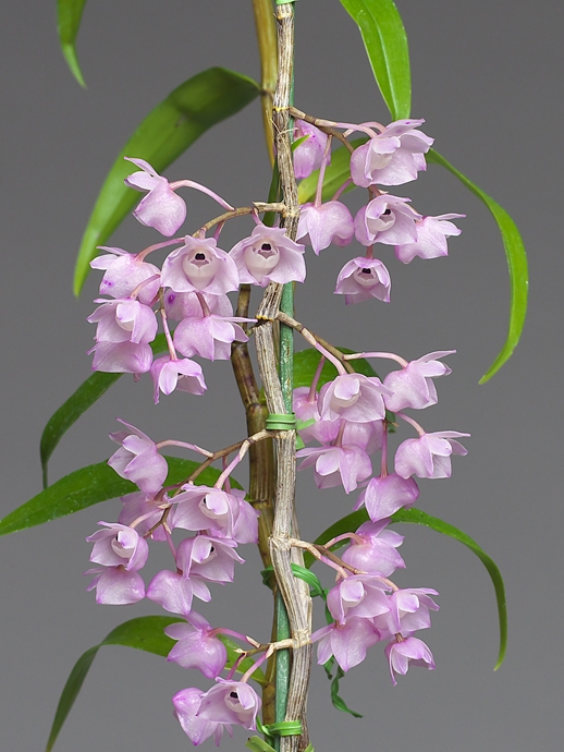Dendrobium (Den.) linguella その２_a0267399_1171393.jpg