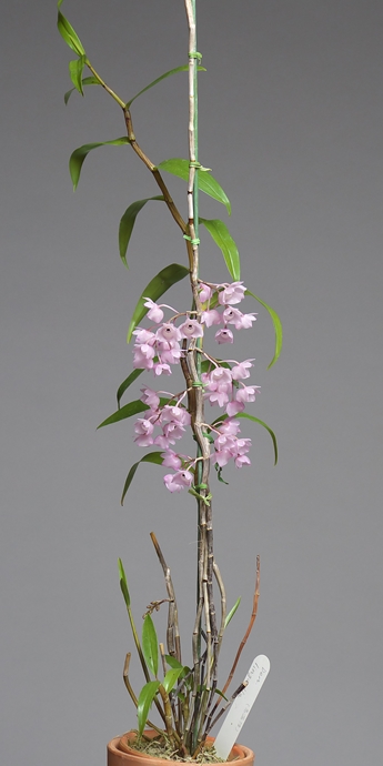 Dendrobium (Den.) linguella その２_a0267399_1172765.jpg