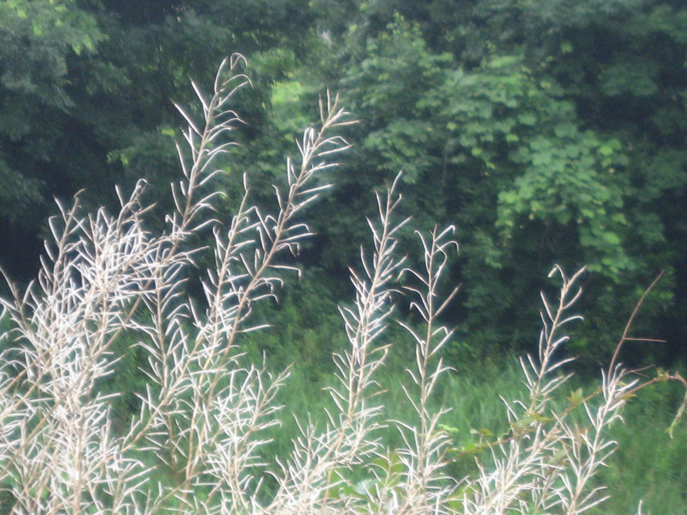 c0062511_21401750.jpg