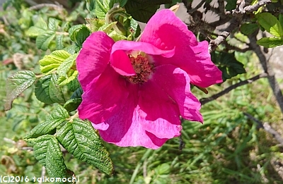 c0156212_1026428.jpg