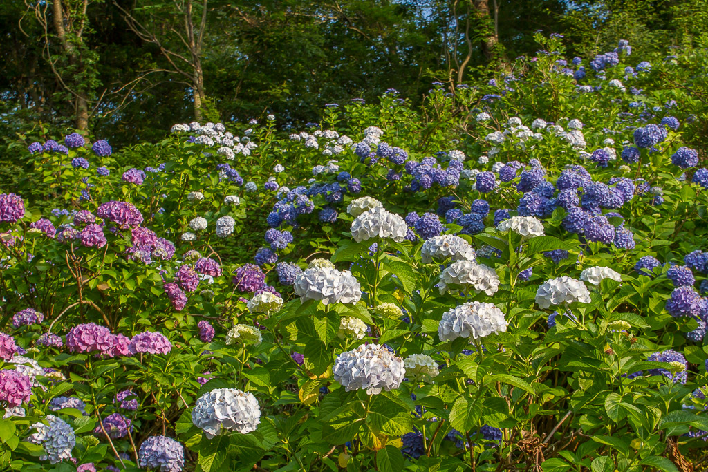 近所の散歩と紫陽花_b0010915_20443281.jpg