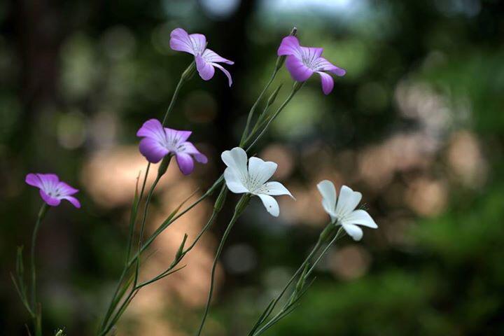c0367515_21531324.jpg
