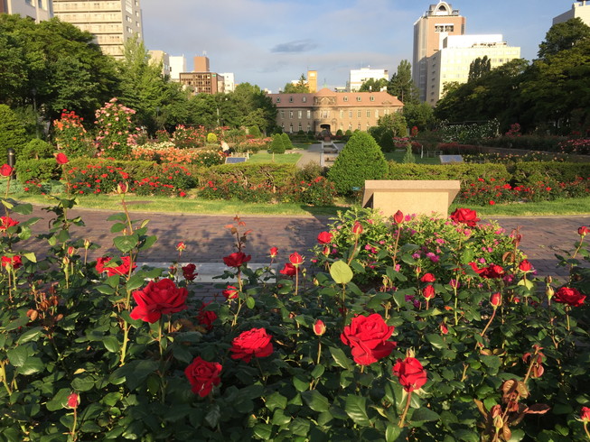 2016年6月 『美しい花には棘がある』 June 2016 \"Thorns of Roses\"_c0219616_8534852.jpg