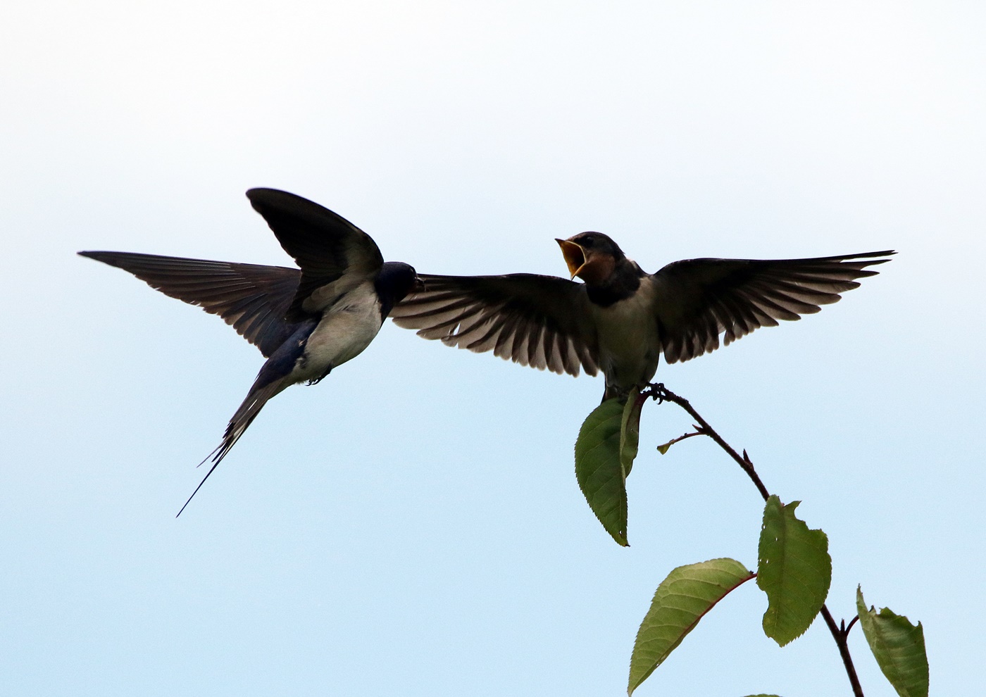ツバメの巣立ち（Leaving the nest of a swallow）水分峡森林公園_f0310221_165234100.jpg