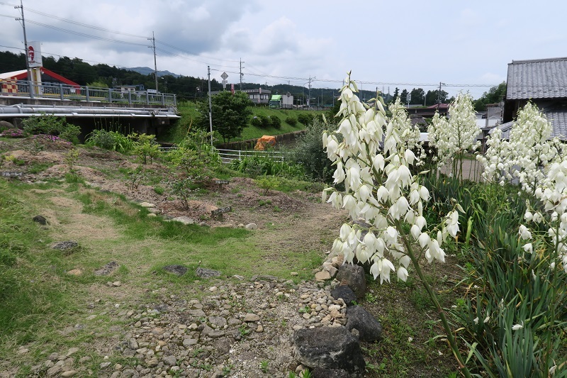 竜舌蘭とGP7_f0076731_11570613.jpg
