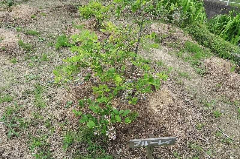 竜舌蘭とGP7_f0076731_12193394.jpg