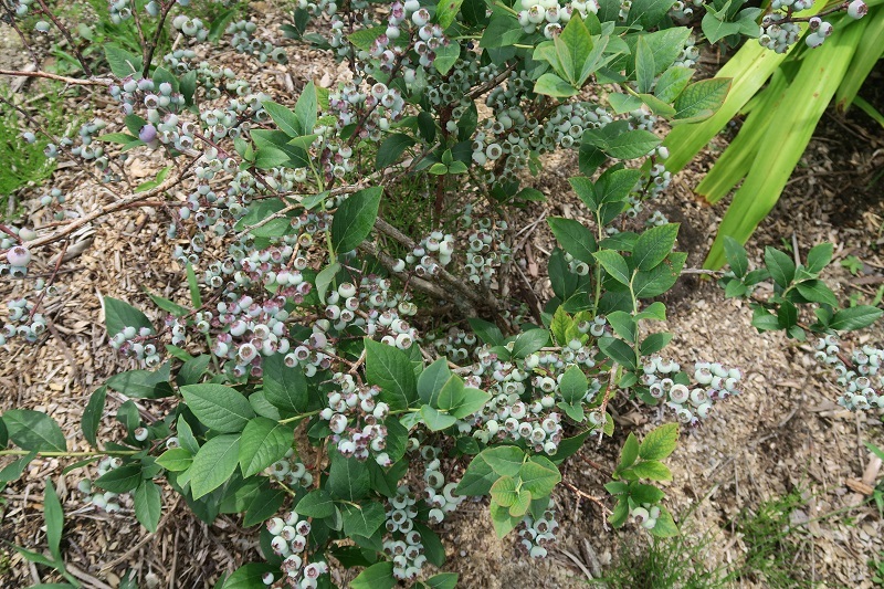 竜舌蘭とGP7_f0076731_12231381.jpg