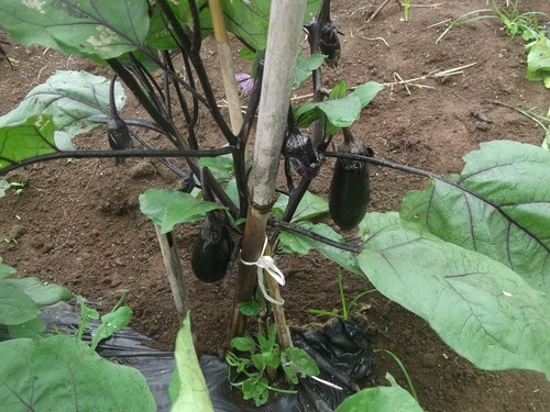 マリーゴールドに負ける野菜_b0137932_23591031.jpg