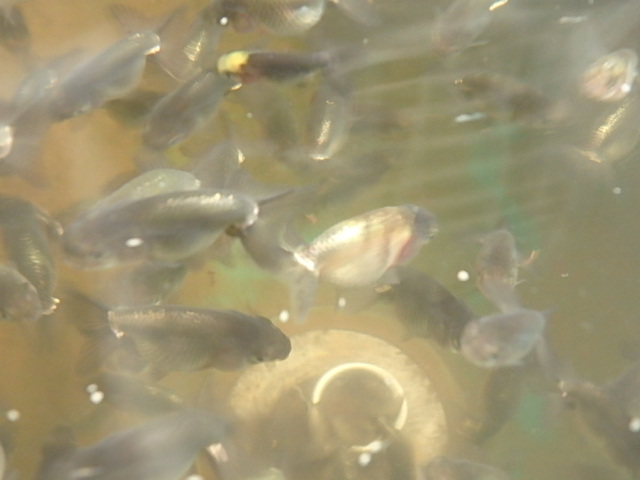 f0334143_8494396.jpg