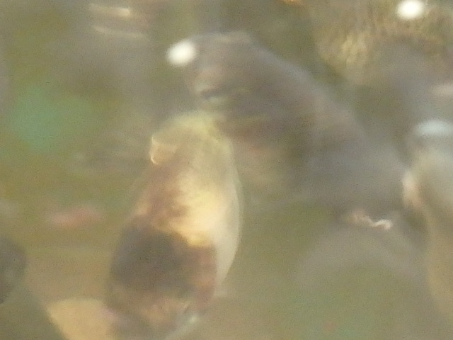 f0334143_8495252.jpg