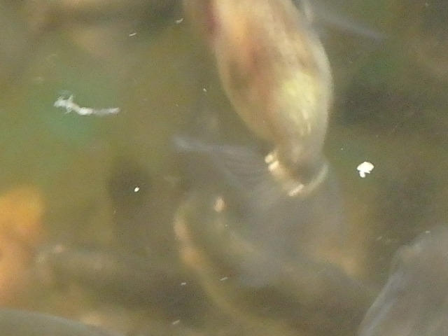 f0334143_850118.jpg