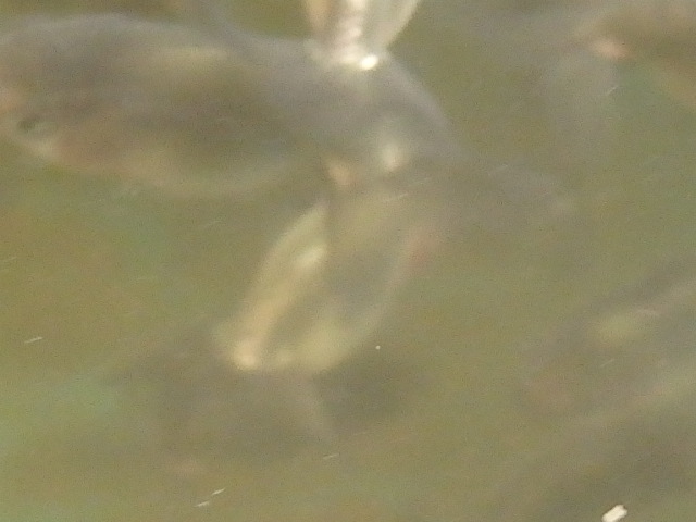 f0334143_8501716.jpg